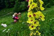 26 Pediculare di Barrelier (Pedicularis adcsendens)